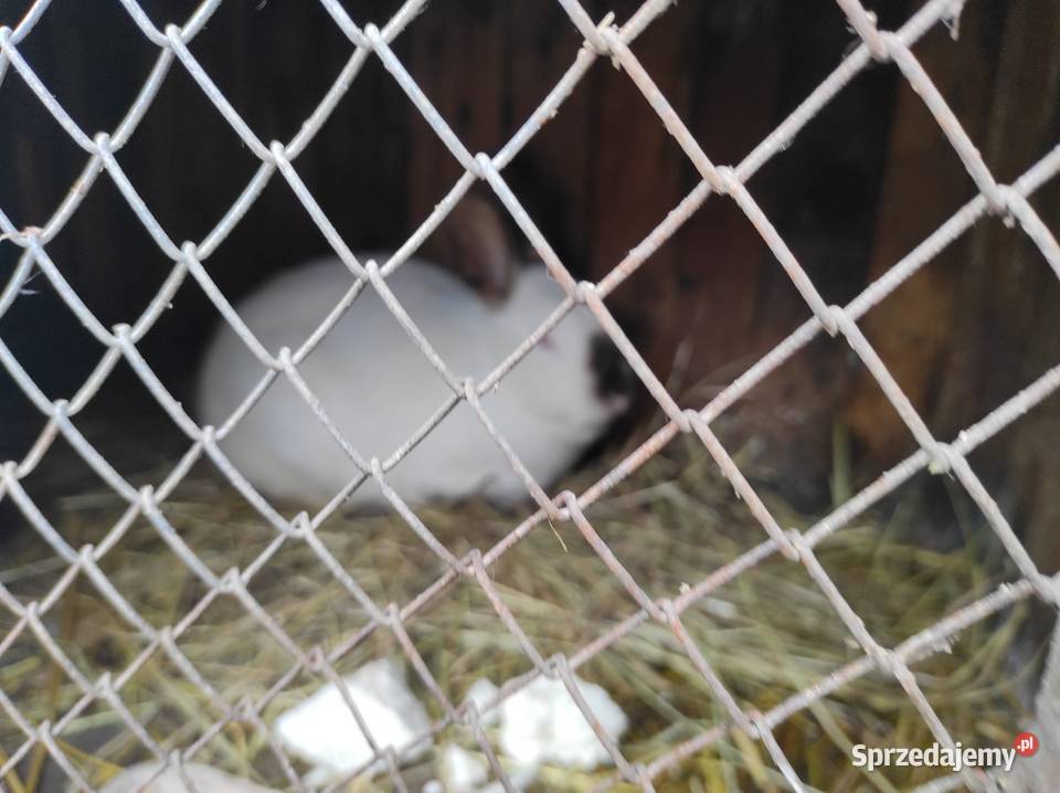 Króliki kalifornijskie samiczki lubelskie Konopnica sprzedam