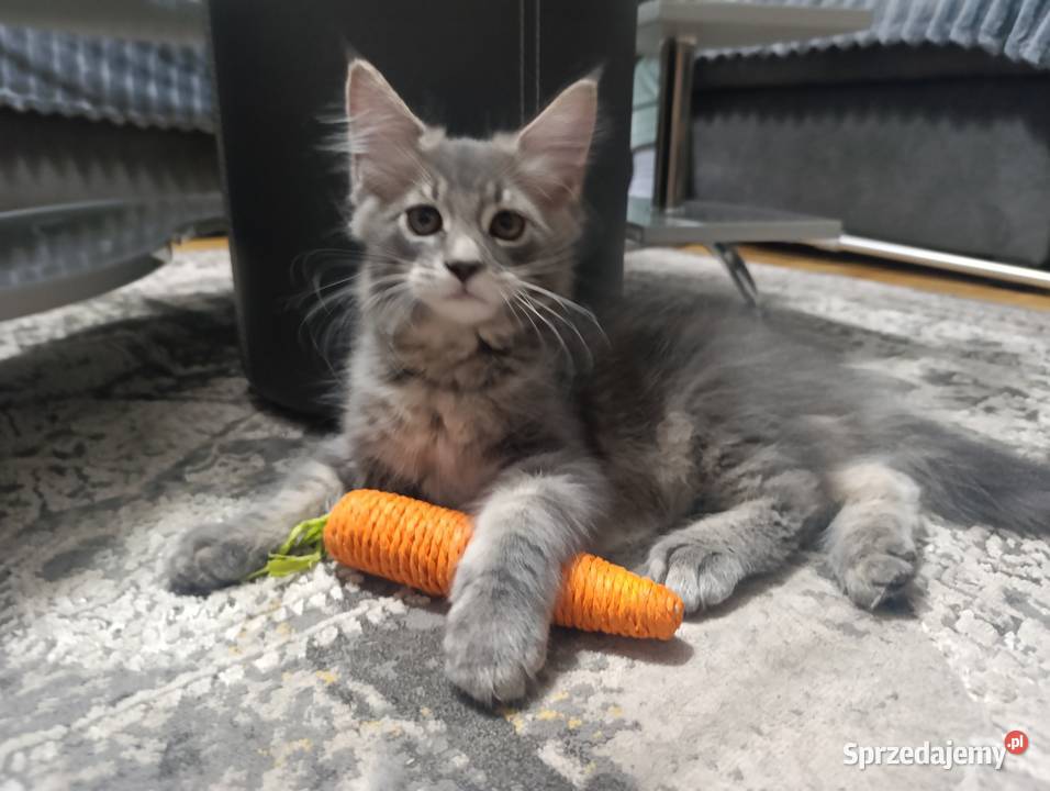 Maine coon Krasnystaw