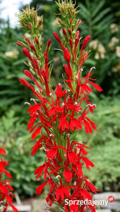 LOBELIA SZKARŁATNA sadzonki w doniczkach Ustronie sprzedam