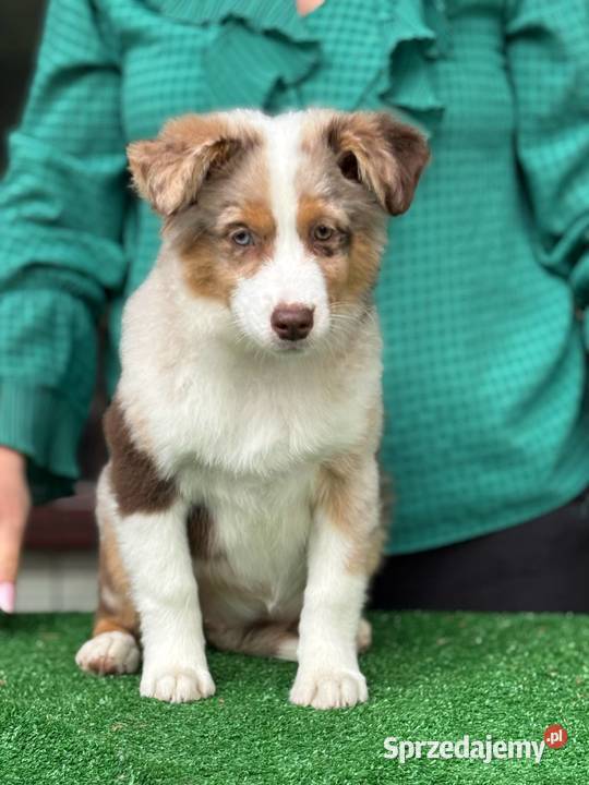 miniaturowy owczarek amerykański mini aussie Toruń