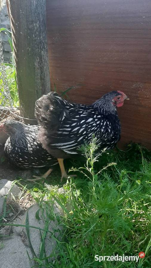 Wyandotte pary Rolnictwo Zastawie