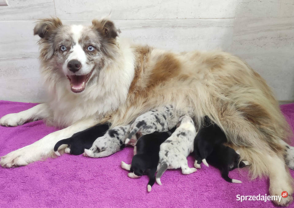 Szczenię BORDER COLLIE z Hodowli Rasowy pies z