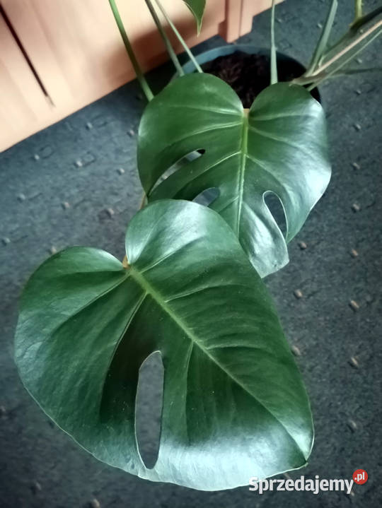 Monstera dziurawa Pozostałe Lublin