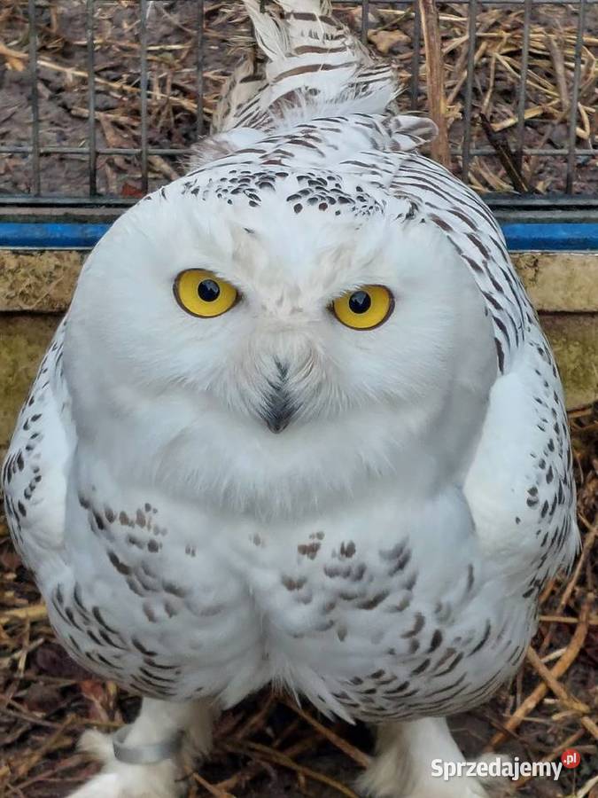 Sprzedam papugi Grodzisk Wielkopolski sprzedam