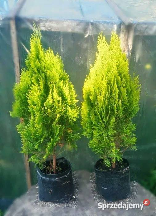 Tuja thuja AUREA NANA Grajewo