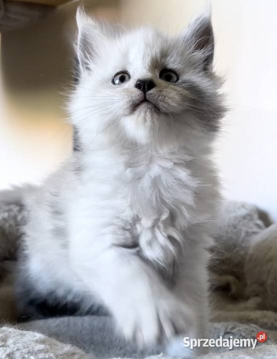 Maine Coon kocurek importach Wińsko