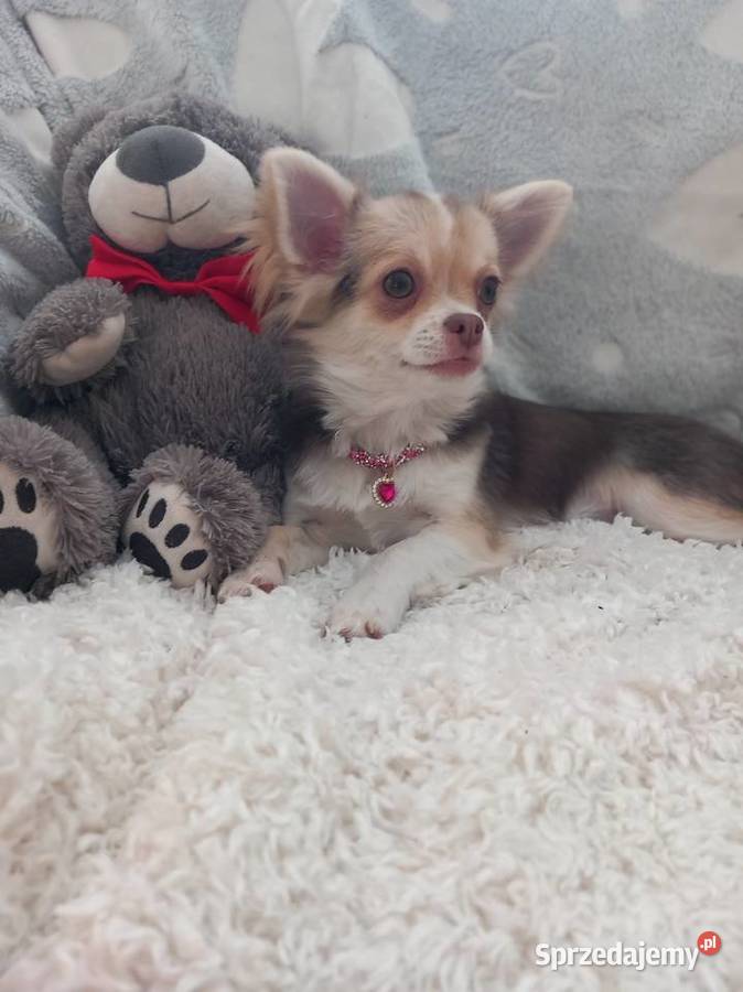 Chihuahua suczka Strzelce Opolskie