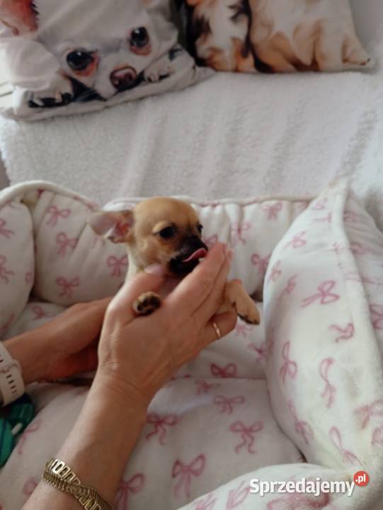 Mini suczka chihuahua Konin