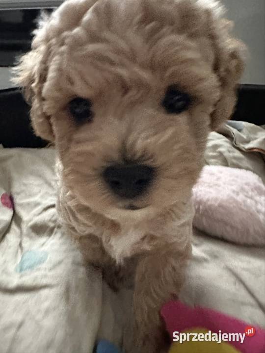 Piesek bichpoo bichon frise pudel toy nie Warszawa