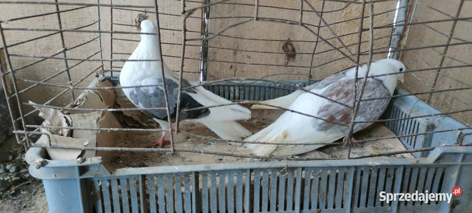 Sprzedam gołębie orliki i mewki Tokarówka