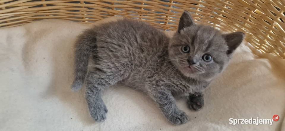 Kocurek Brytyjski niebieski śląskie