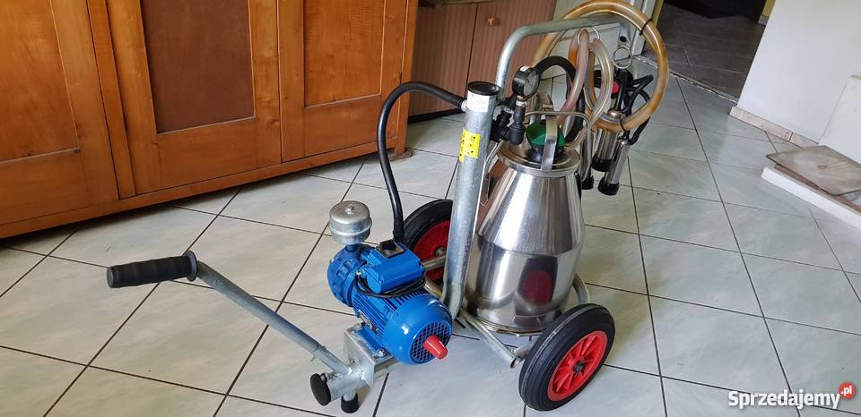 Dojarka Bańkowa Wiśniowa