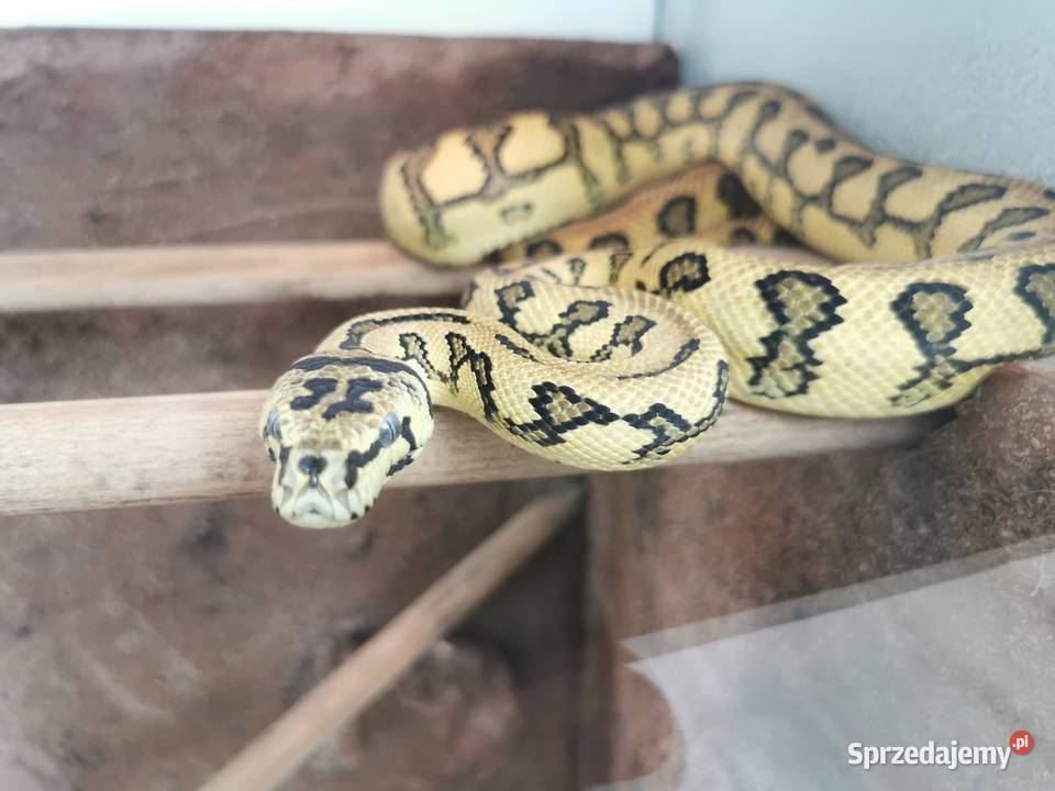 Terrarium morelia spilota Jaworzno sprzedam