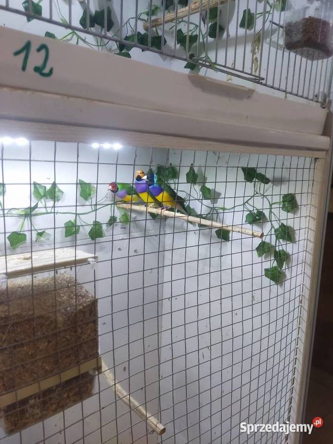 Amadyny Wspaniałe kujawsko-pomorskie Grudziądz sprzedam