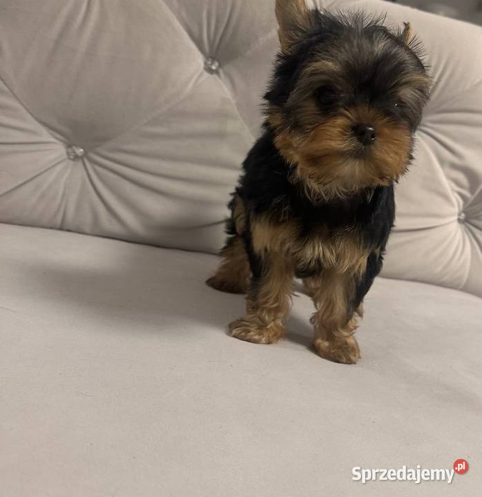 Yorkshire terrier mini York Świecko