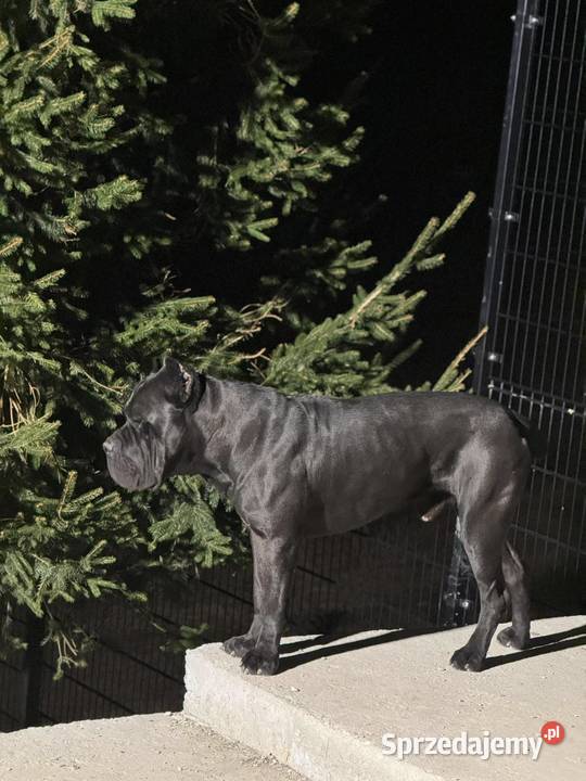 Czarna suczka Cane Corso ZKwPFCI Wrocław