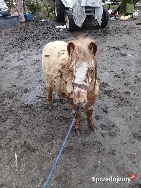 Kuc kucyk ogier Krasnystaw