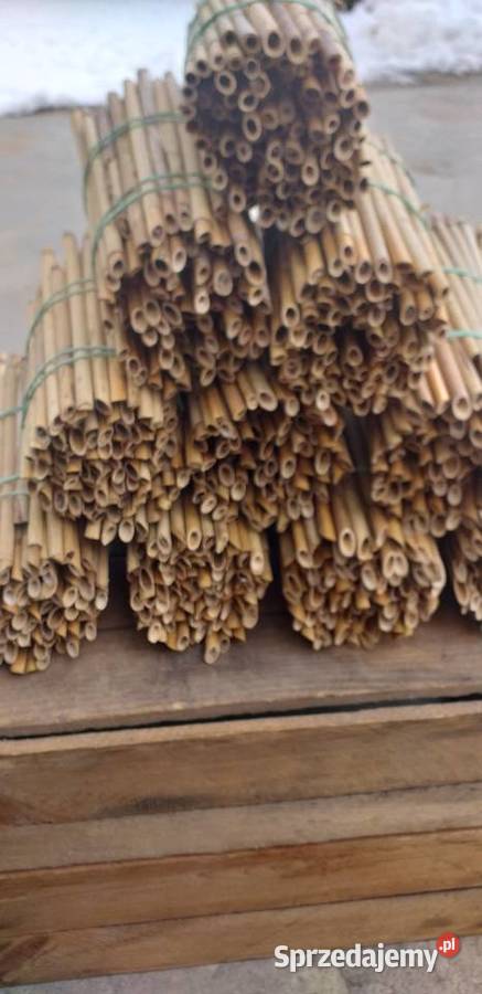 Sprzedam kokony Murarki ogrodowej i trzcinę Pozostałe łódzkie