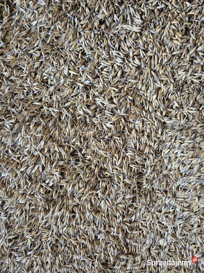 Sprzedam zboże pomorskie