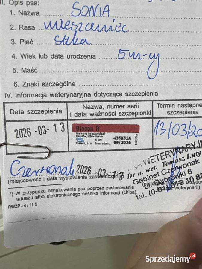 Szczeniaczek do oddania Poznań