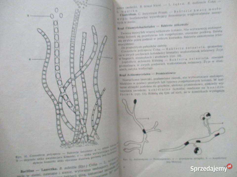 Systematyka roślin leczniczych Broda Mowszowicz łódzkie Łódź