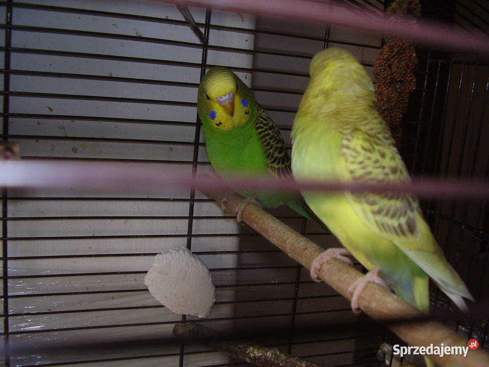 Papużki faliste dwumiesięczne i starsze sprzedam Ptaki małopolskie Kraków