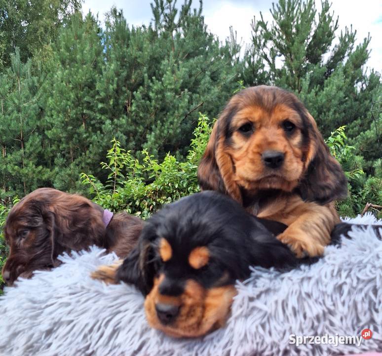 Cocker spaniel angielski podkarpackie Lubaczów