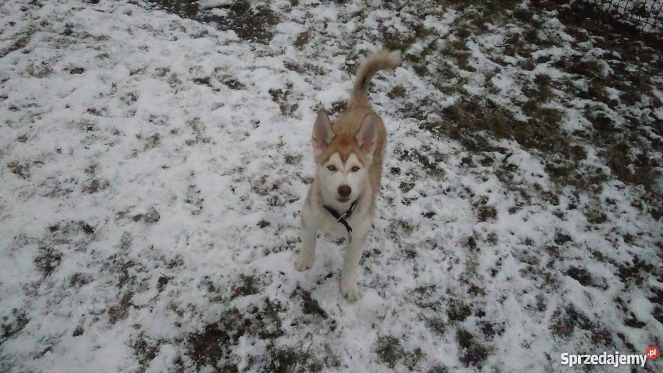Husky szczeniak Husky Katowice sprzedam