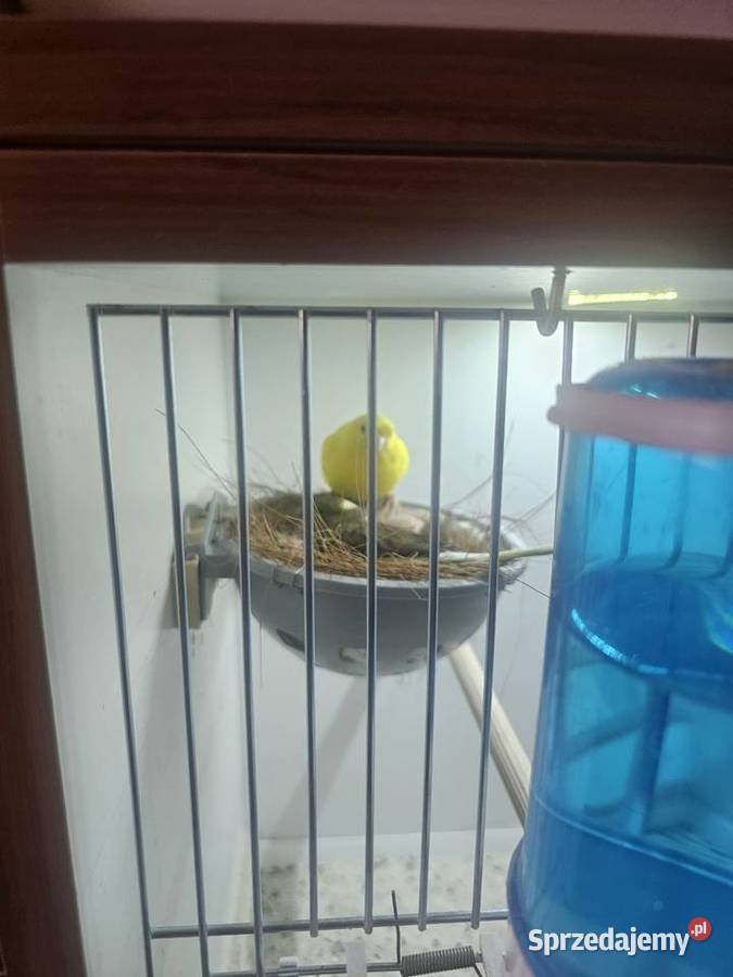 Sprzedam kanarki Godów