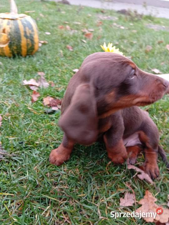 Jamniki brązowe 2 Jamnik Garbów