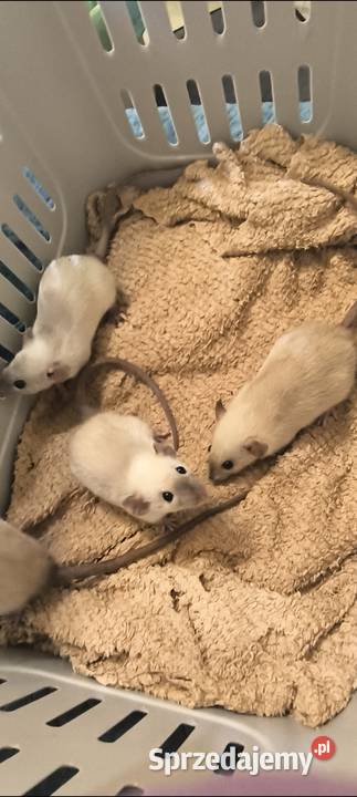Dwa Szczury Dumbo Syjamskie Rasowe REX dolnośląskie Legnica