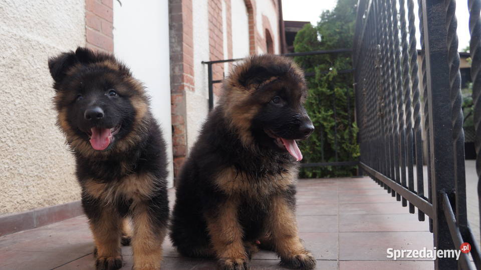 OWCZAREK NIEMIECKI SZCZENIĘTA Bydgoszcz