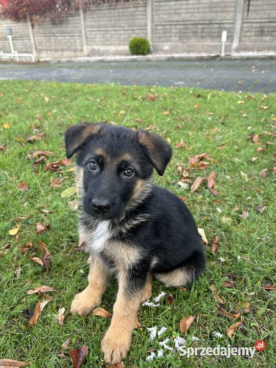 Owczarek Niemiecki Krótkowłosy Suczka ZKwP sprzedam