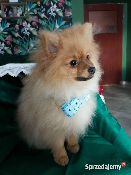 Piękny Mały Szpic Niemiecki doskonała budowa Krapkowice