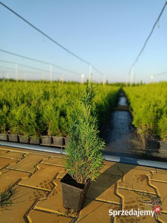 Tuja szmaragd p9 30 Kołaczkowo