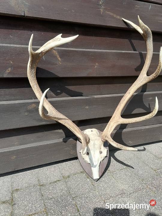 Trofeum myłkusa poroże jelenia mazowieckie Wołomin