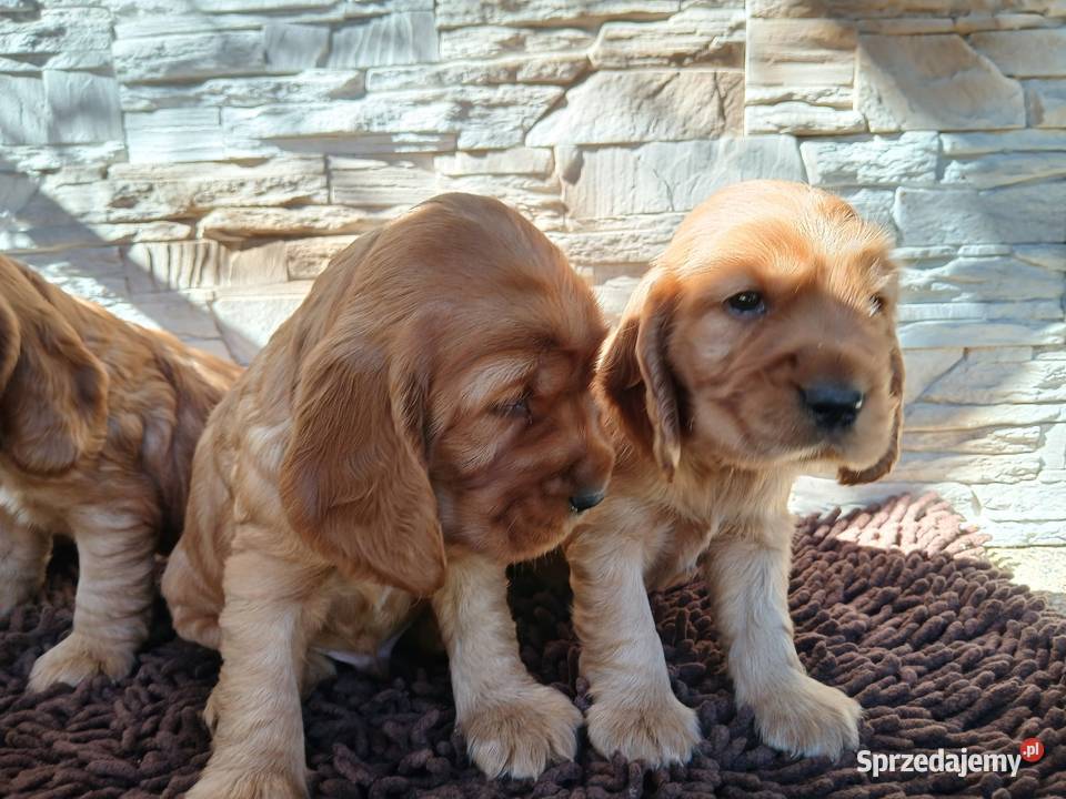 Śliczne Szczenięta Cocker Spaniel Angielski łódzkie Sieradz