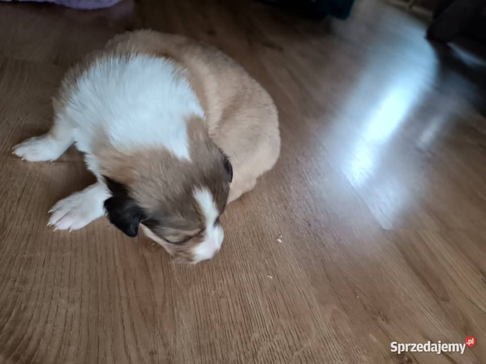 Owczarek Szkocki Collie Szczeniaki Olesno