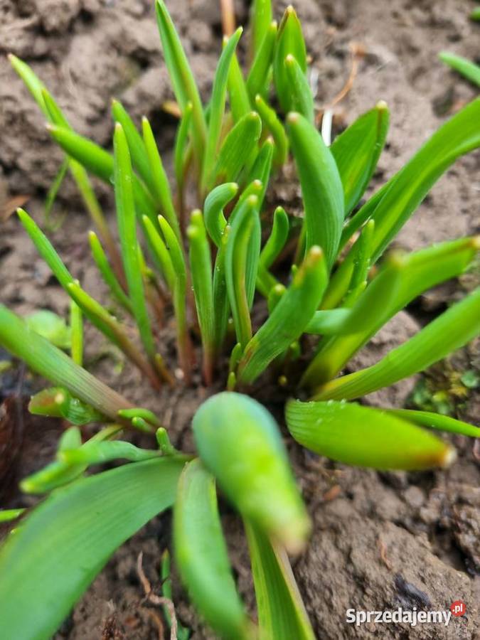 Szafirek szerokolistny sadzonki Lublin