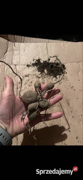 Kłącza Kanny i bulwy Dalii Rabatowe Kraków