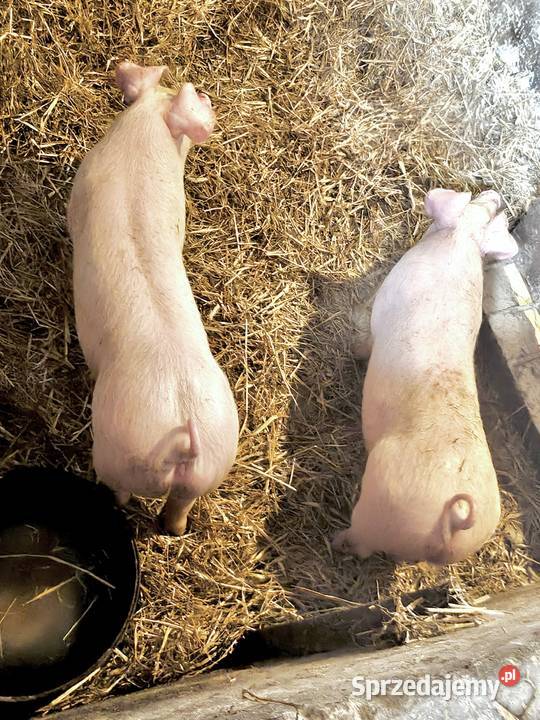 Trzoda prosię prosiak świnia świnek tucznik Puławy