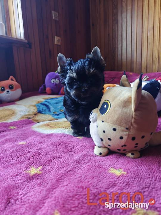 Szczeniak Yorkshire Terrier Gotowy do odbioru Zwoleń