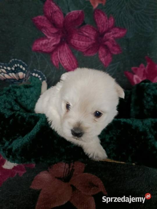 Wzorcowy West Westie Westik mega gęsty włos