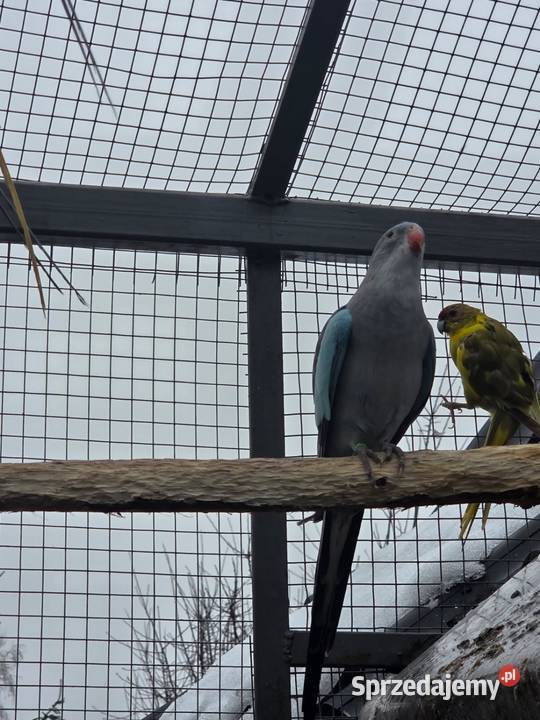 Księżniczka walli samiec