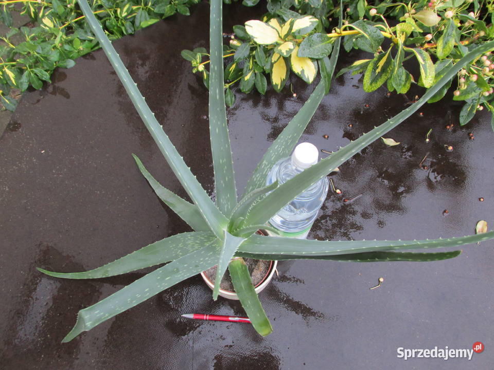 3letni aloes leczniczy Aloe Vera Barbadensis Kraków