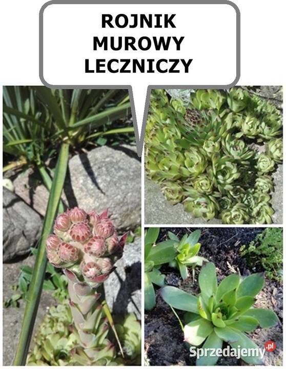 ROŚLINYBYLINY WIELOLETNIE NA SKALNIAK NA Kołobrzeg