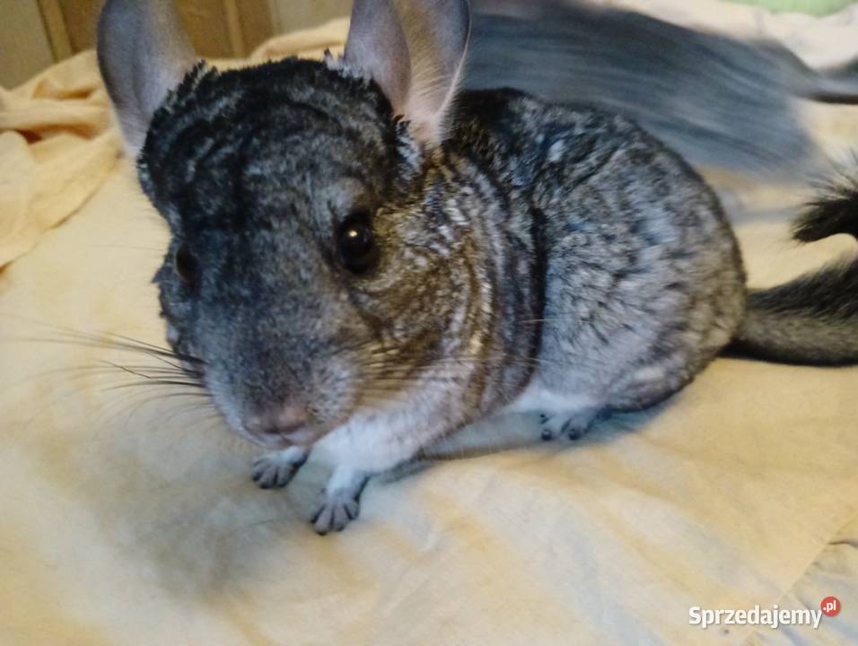 Sprzedam szynszyle warmińsko-mazurskie Ełk