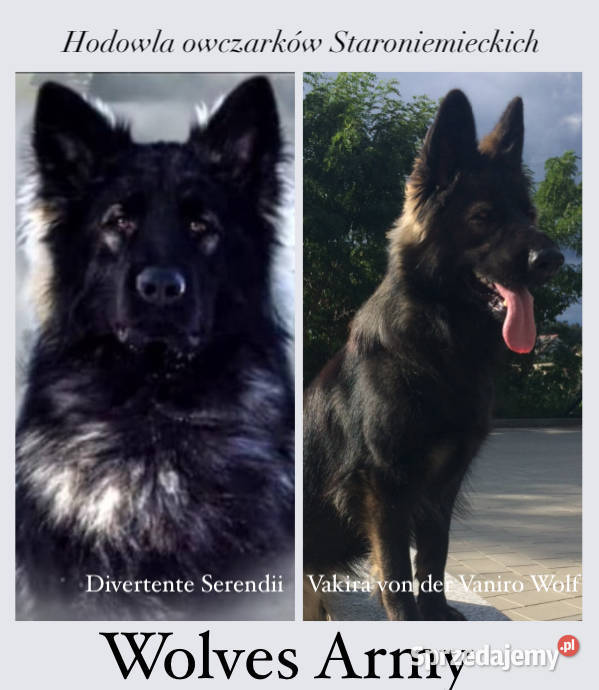 Owczarek staroniemiecki Aleksandrów Kujawski sprzedam