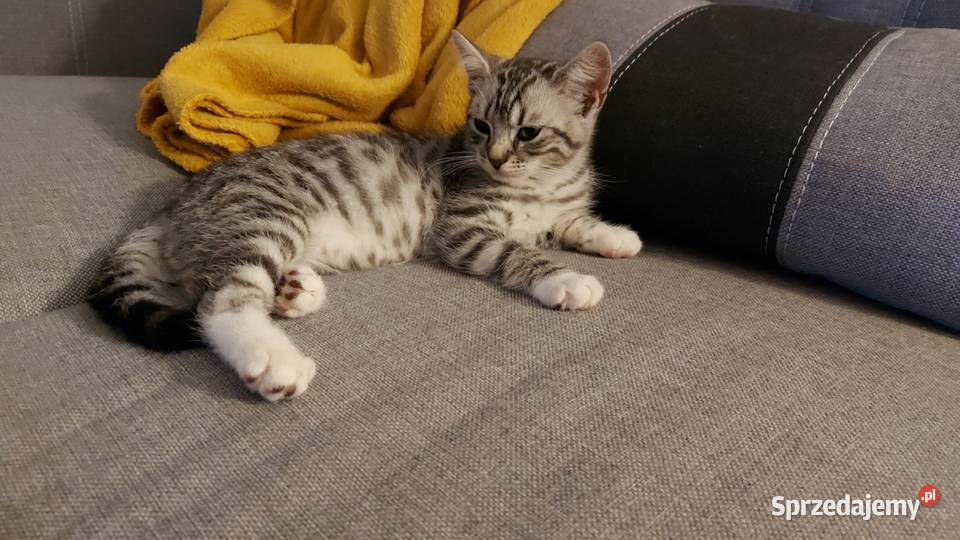 Kot Brytyjski Krótkowłosy Silver Tabby British Swarzędz