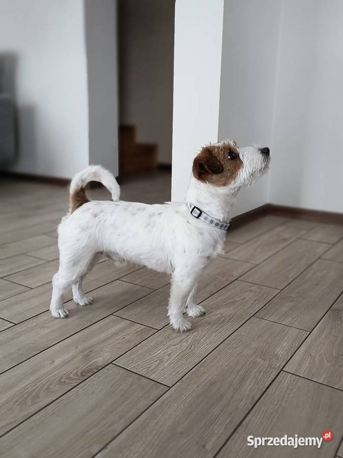 Reproduktor Jack Russell terrier śląskie Częstochowa